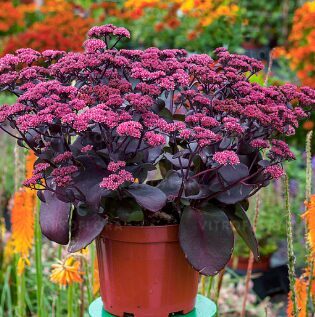 Čīkstene 'Oriental Dancer'  (pieejams no jūnija)